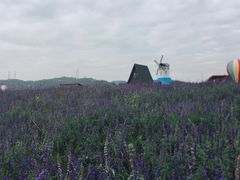 -薰衣草NE庄园