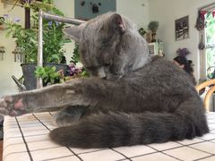 -海边的猫和咖啡馆