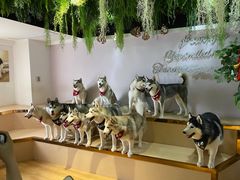 -Husky Go! 哈士奇体验馆·宠物咖啡厅狗咖