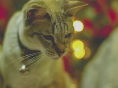 -李小姐の猫咖啡馆(五角场店)
