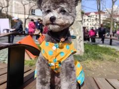 -爱侣宠医·鹦鹉专科·小型哺乳类·异宠专科(灵石路店)