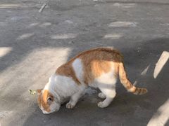 -王顺山国家森林公园