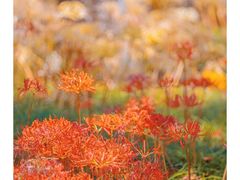 -白塘生态植物园
