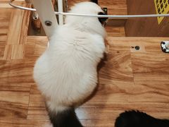 -MOCHA明星猫咖(田子坊店)