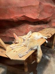 -Zoolung Zoolung动物主题公园(海信广场店)