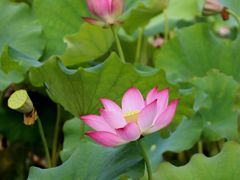 -野鸭湖国家湿地公园