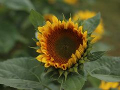 -名花谷生态庄园