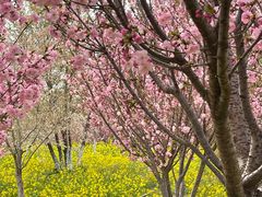 -古柏渡丰乐樱花园