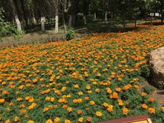 -长白岛森林公园