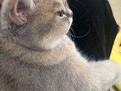-逗柴咖啡屋·狗咖猫咖宠物桌游