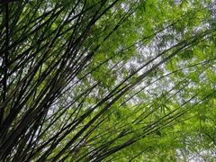 -望江楼公园