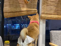 -南京Hallo宠物乐园·哈罗犬舍·柴犬繁育基地