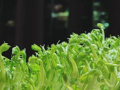 活体豆苗-凤园椰珍·臻品椰子鸡(保利时光里店)
