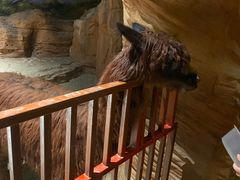 -绿色星球动物主题公园