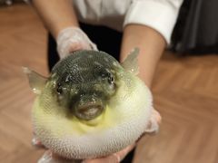 -肆月河豚·新淮扬(金融街店)