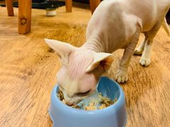 -猫小院猫主题餐厅(三里屯店)