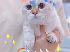 -佐罗家宠物馆·猫文化馆(紫霞路店)