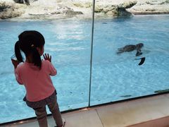 -帝企鹅自助餐厅•儿童岛•真企鹅(长隆企鹅酒店)