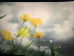 -飞扬影城(正佳IMAX店)
