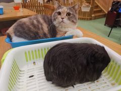 -藦茜花园宠物主题亲子互动体验馆(国顺东路店)