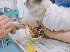 -伟伟宠物医院·CT影像中心·瑞派犬猫综合性门诊(汉口总院)