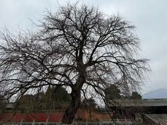 -报恩寺(平武县)