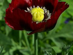 -白鹭湾湿地公园