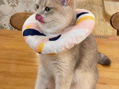 -猫小主咖啡·猫咖cat cafe(福田店)