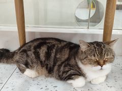 -喵园·猫主题咖啡厅·撸猫·猫咖(国贸店)