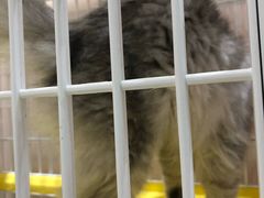 -藏猫猫咖啡主题馆(中央大道店)
