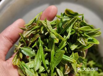 崂山绿茶，今年的出了！