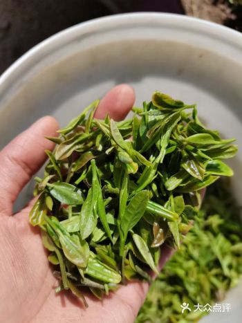 崂山绿茶,今年的出了!