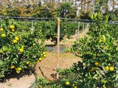 -前小桔亲子创意农场·草莓采摘·露营烧烤