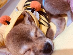 -逗柴咖啡屋·狗咖猫咖宠物桌游