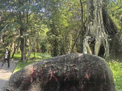 -瑞丽独树成林风景区