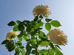 -太阳宫公园