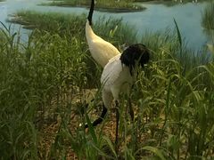 -盐城丹顶鹤湿地生态旅游区