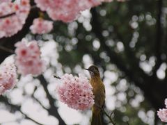-南山植物园
