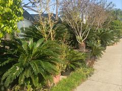 -龙大花卉苗木市场