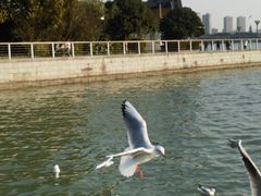 -蠡湖大桥公园