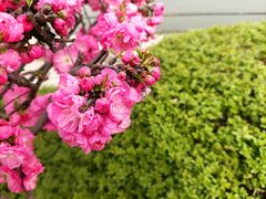 -石家庄市植物园