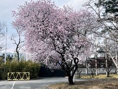 -德胜公园