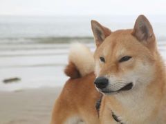 -那香海钻石沙滩浴场