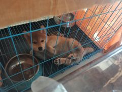 -天宠宠物医院24小时·急重症诊疗中心·全科·腔镜特色(和平分院)