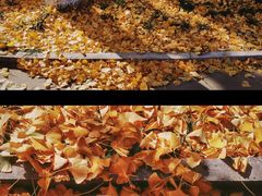 -济南国际园博园