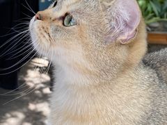 -喵屿·大理花园猫咖