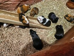 -Zoolung Zoolung动物主题公园(海信广场店)