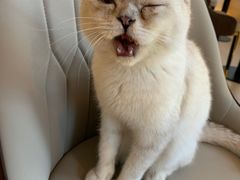 -猫腻·猫咖·撸猫馆(星光大道店)