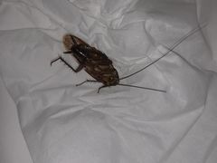 -惠州金海湾嘉华度假酒店