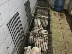 -温江公平红烧兔(总店)